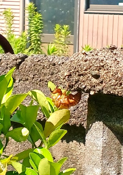 猛暑のお盆🥵